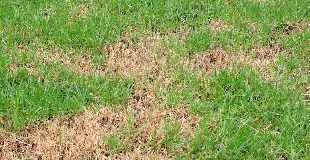 How To Diagnose Lawn Diseases LawnGuru Blog