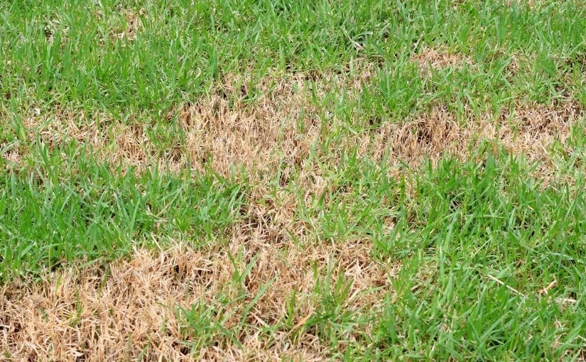 how-to-diagnose-lawn-diseases-lawnguru-blog