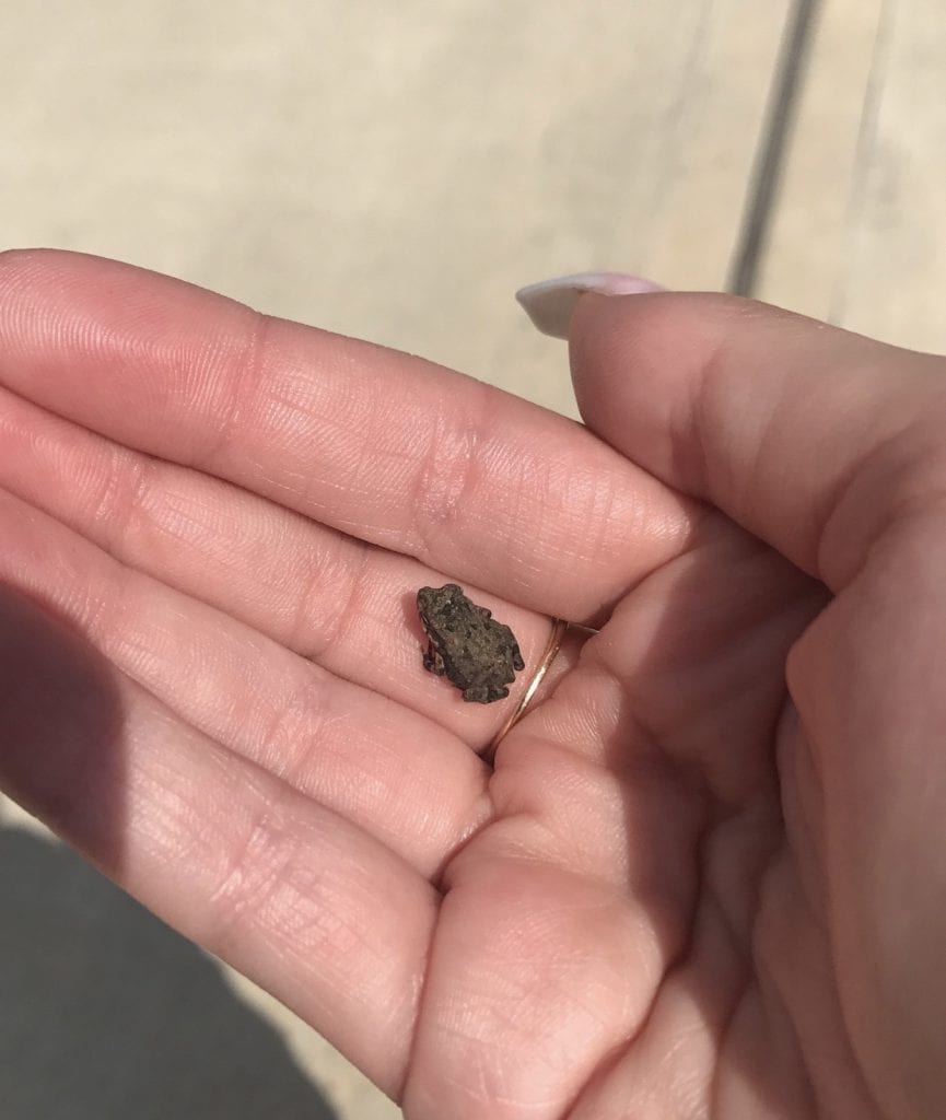 Possibly the worlds tiniest toad Possibly the worlds tiniest toad