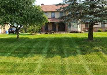 A residential shaded lawn growing healthily