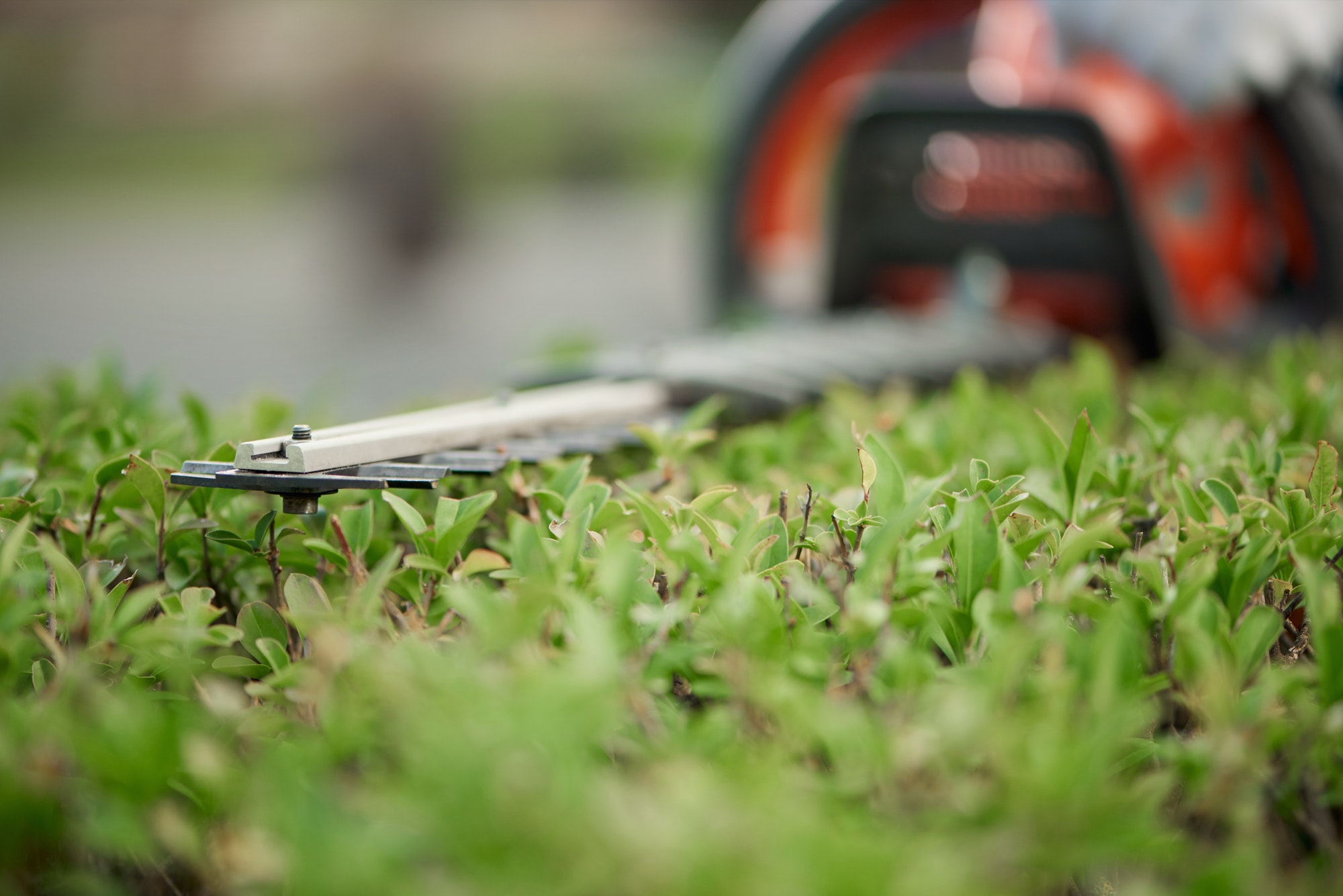 How to Trim Hedges Like a Pro and Keep Them Healthy - LawnGuru Blog