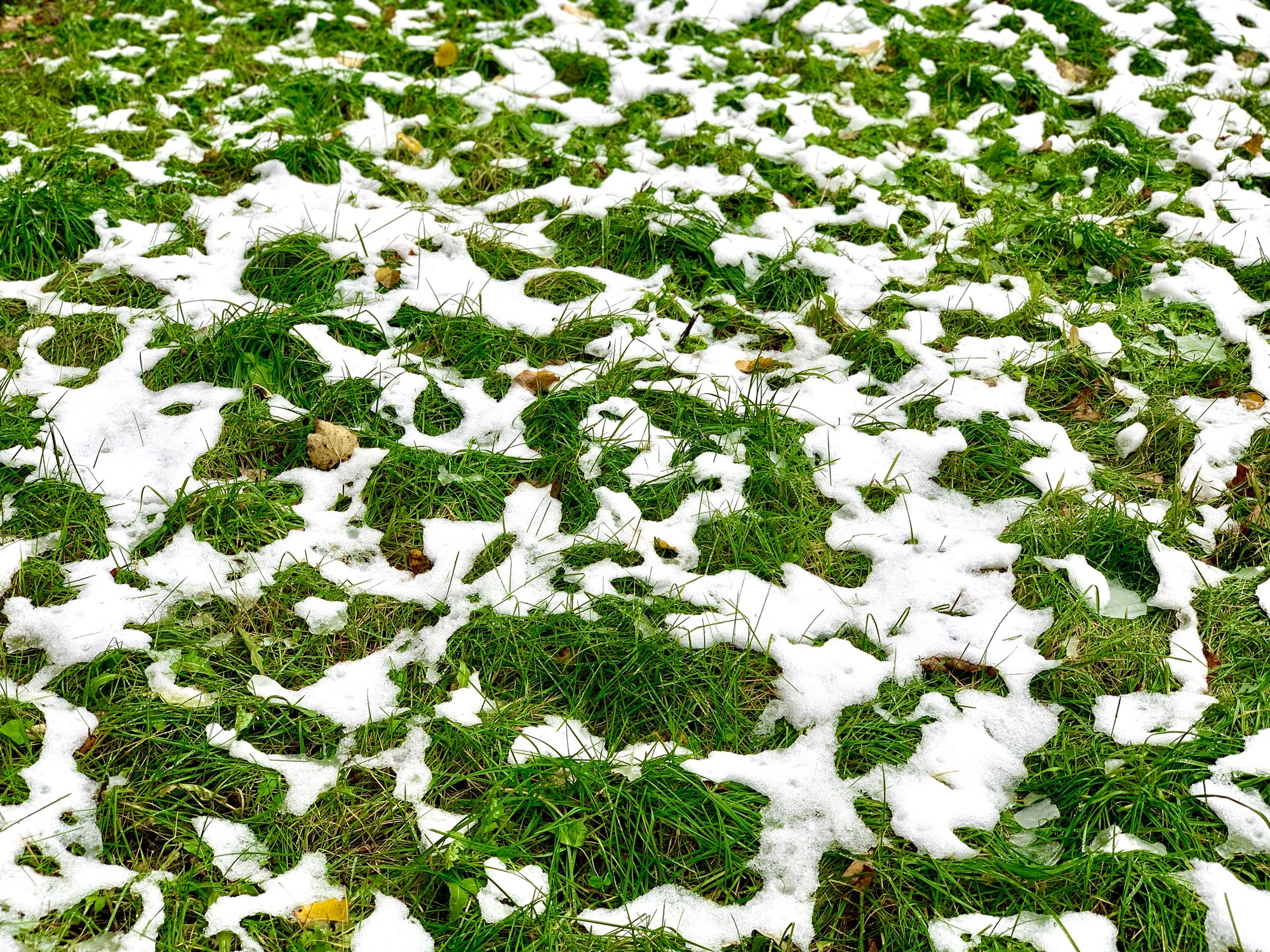 How To Revive Your Lawn After Winter LawnGuru Blog