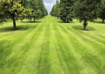 lawn and trees in a Ann Arbor park