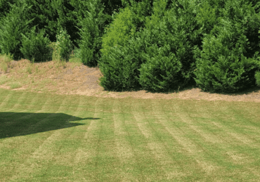 Freshly mowed lawn in Newnan Georgia