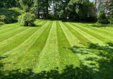 Fresh mowed lawn in Arlington VA