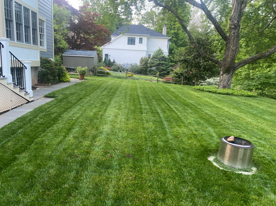 Professional Lawn Care Services | Davey Tree