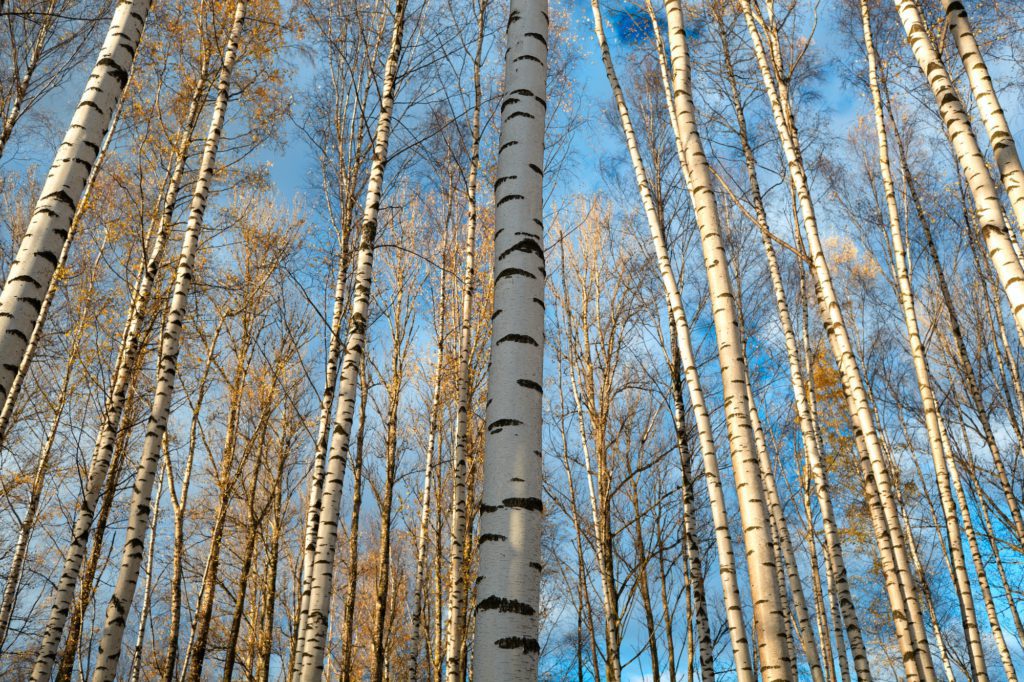 Birch trees background