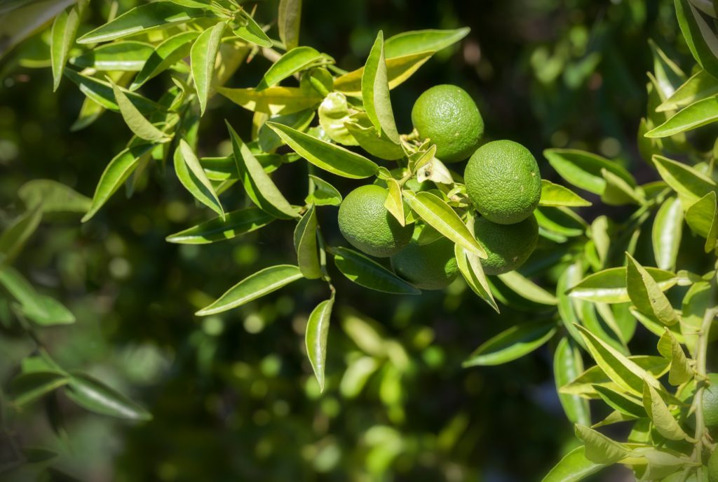 Lime Tree with Fruits
