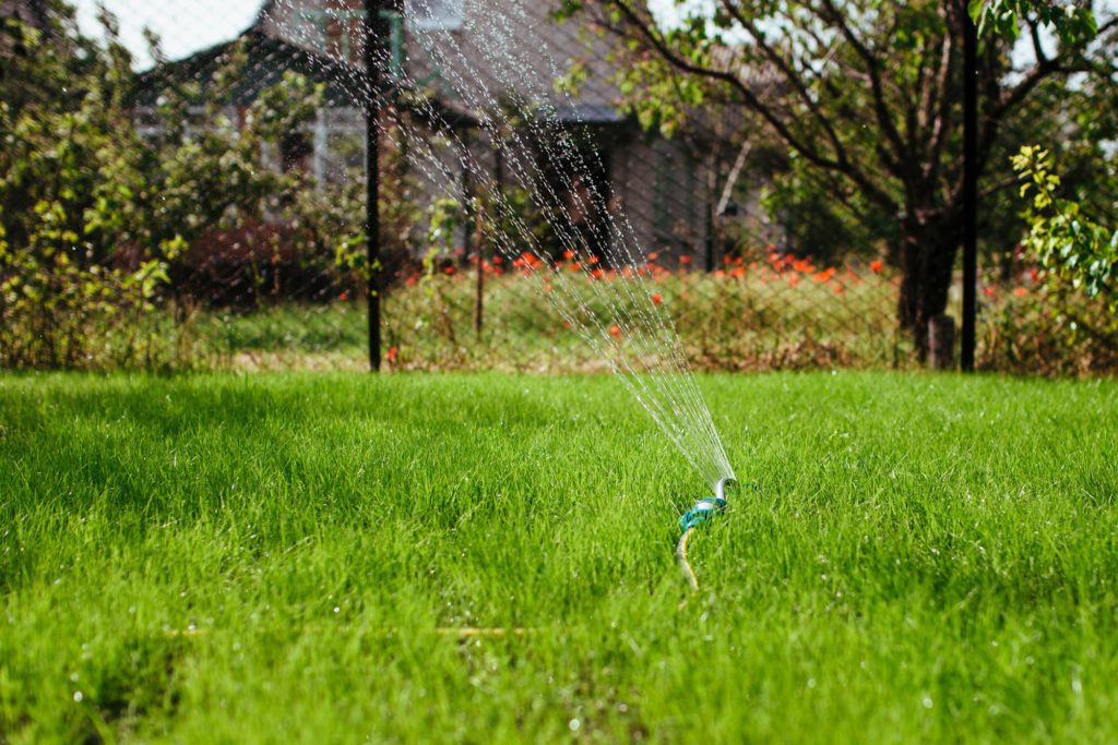 garden sprinkler irrigates the lawn, gardening and landscaping concept