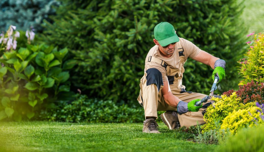 Professional Landscaper Focused on Pruning Plant