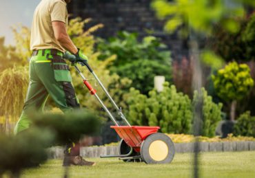 Gardener with Push Spreader Fertilizing Residential Grass Lawn