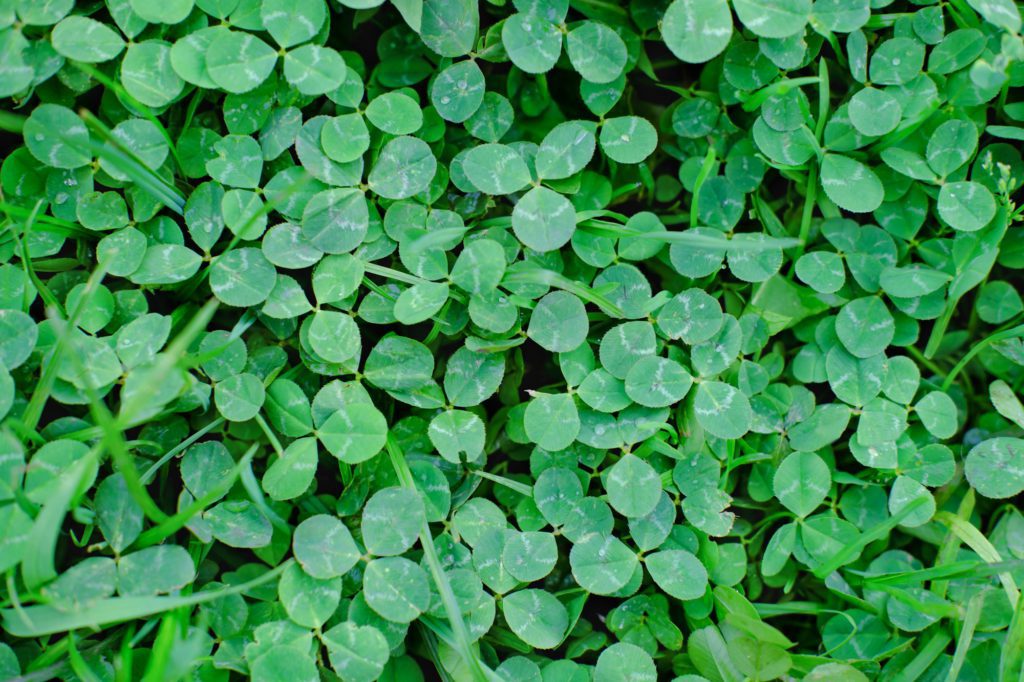 clover field, top view. green clover leaves.