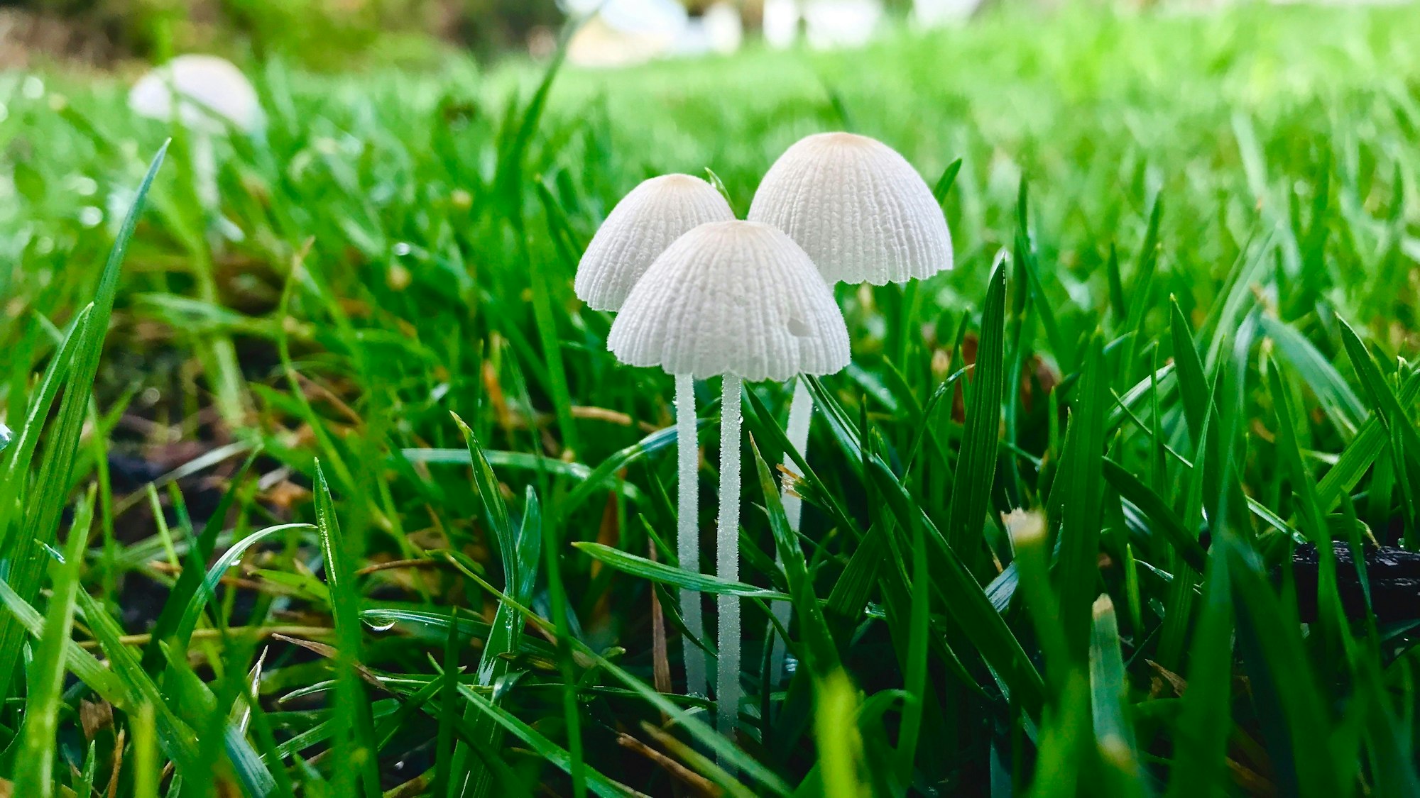 How to Get Rid of Lawn Mushrooms