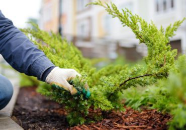 Gardener mulching with pine bark juniper plants in the yard. Seasonal works in the garden.