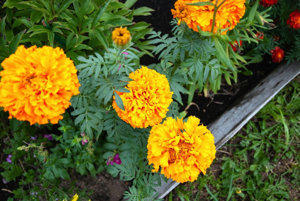 Marigolds, Tagetes erecta flowers in autumn garden