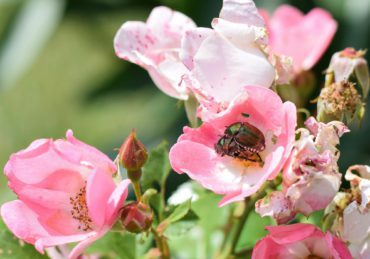 Two Japanese Beetles mating while sitting on a rose flower in a garden