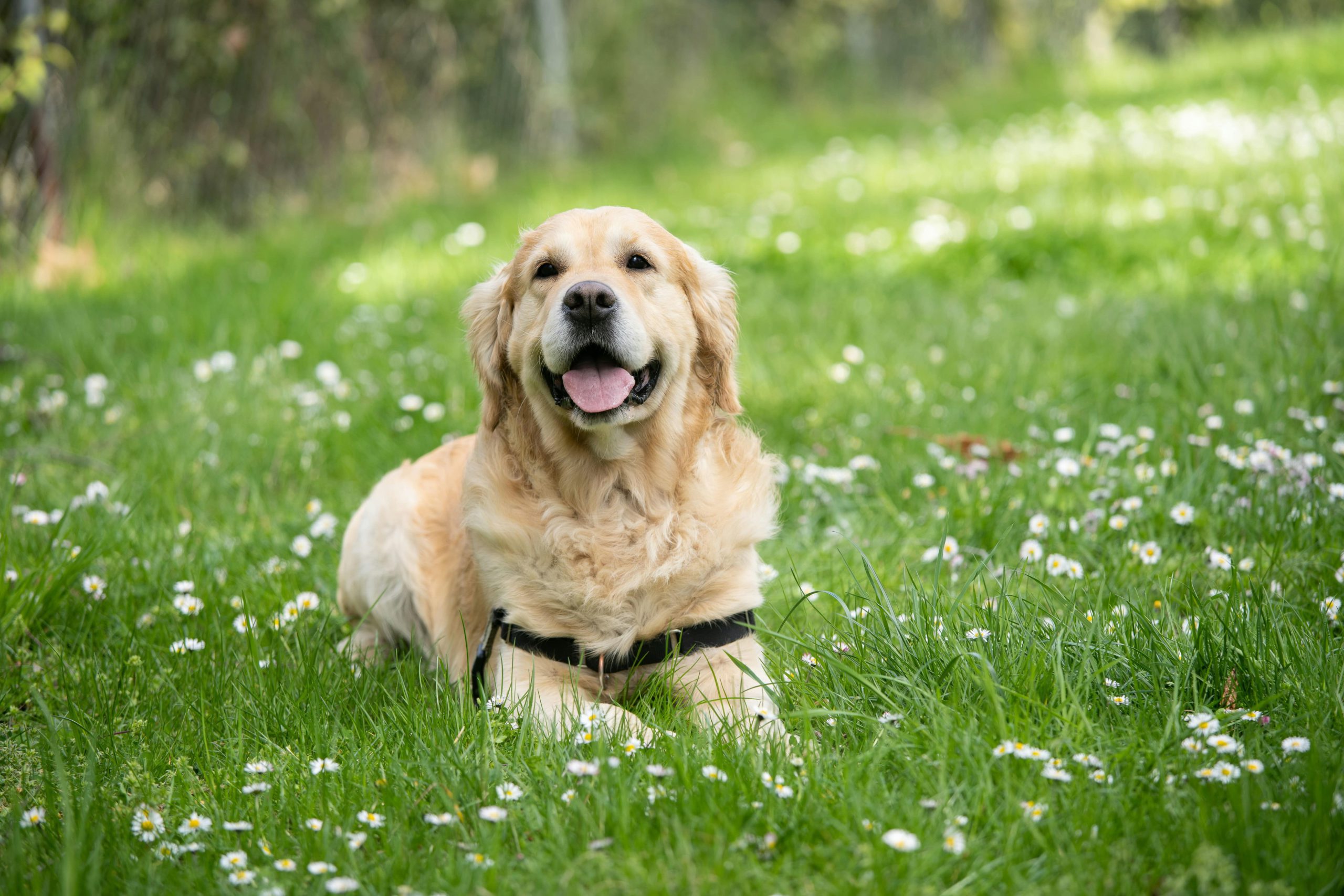 The Best Grass Type for Dogs