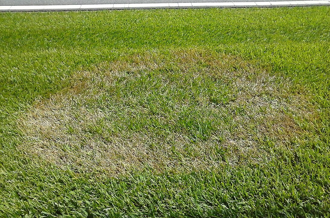 Dead Turf How to Revive Dead Grass (and Make It Green Again Fast)